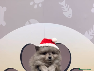 Pomerania perros Disponibles 3 cachorros pomerania merle - Anuncio 27