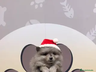 Pomerania perros Disponibles 3 cachorros pomerania merle - Anuncio 33