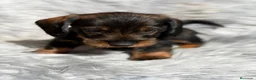 Teckel Miniatura perros en venta: Teckel pelo duro miniatura  - Anuncio 11