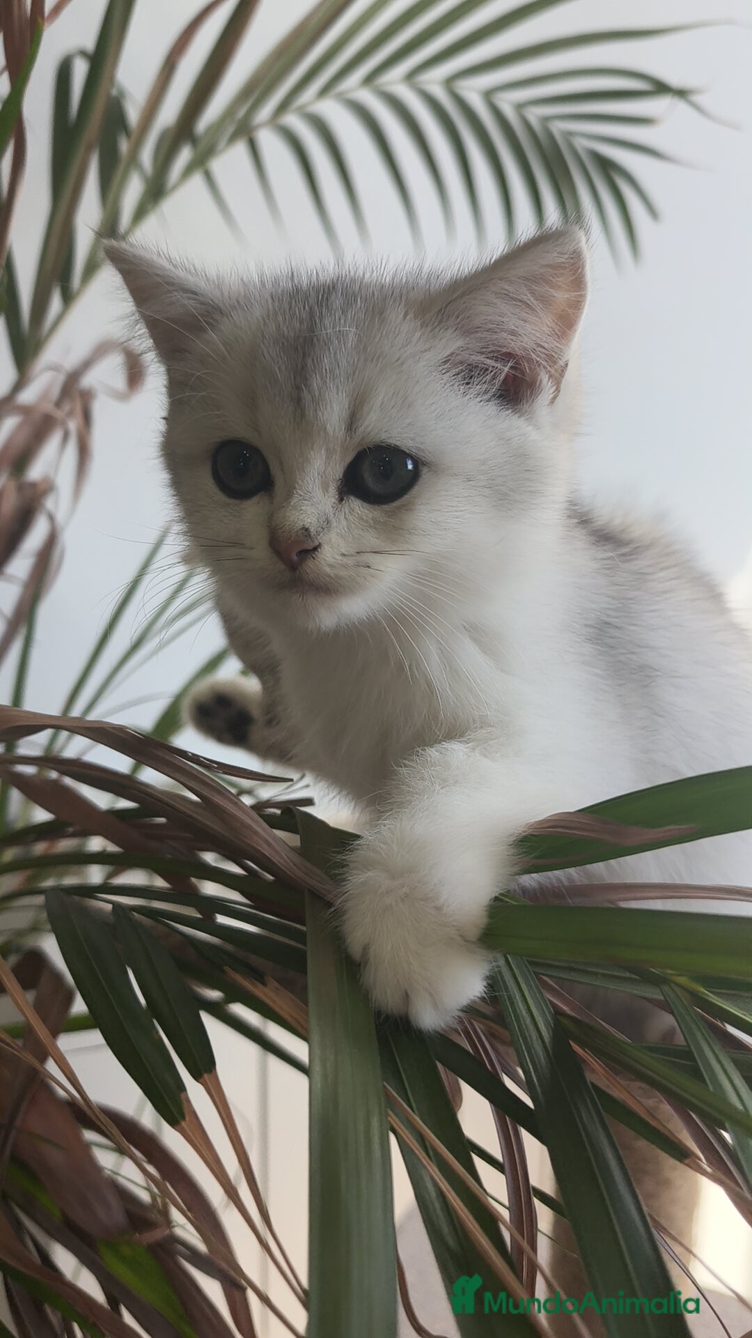 Británico de Pelo Corto gatos en venta: British Silver Chinchilla  - Imagen 3