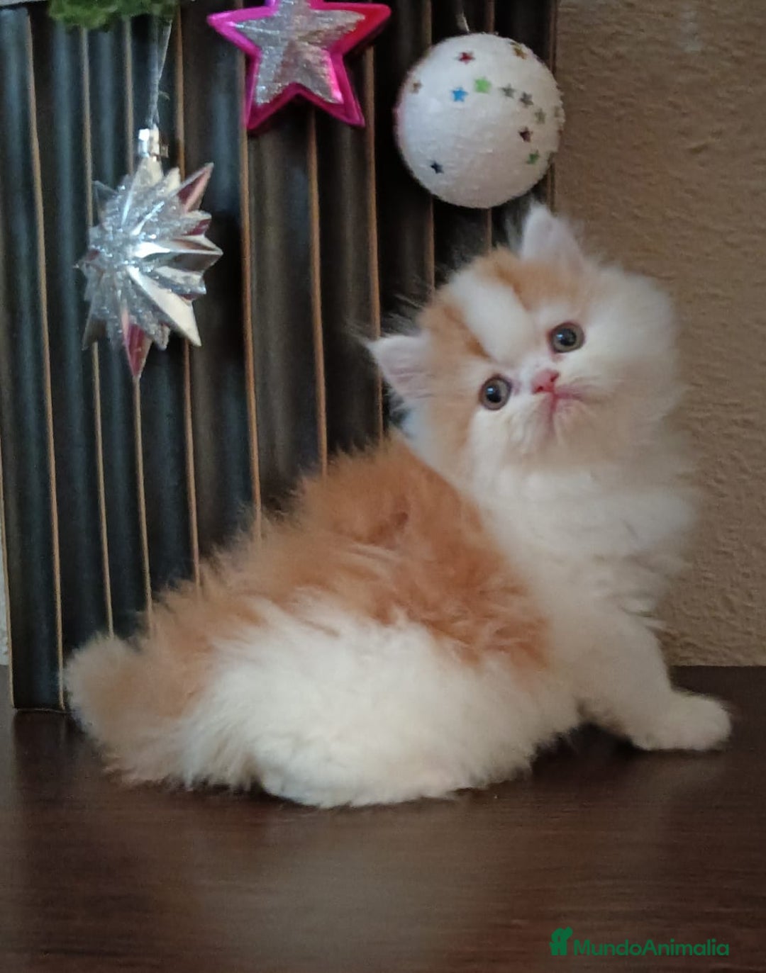 Persa gatos en venta: Gatos persas - Anuncio 4