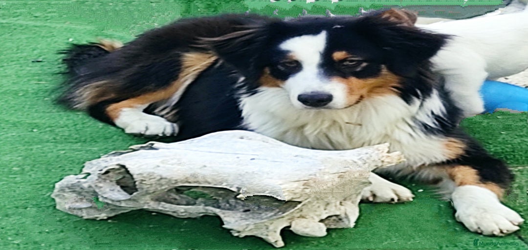 Imagen de galería {{count}}