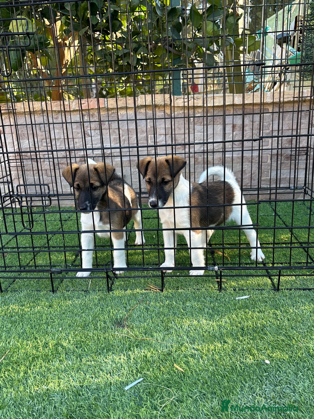 Fox Terrier de Pelo Liso perros en venta: Disponible cachorros fox terrier pelo liso - Anuncio 2