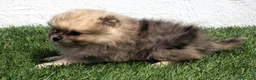 Pomerania perros en venta: Pomerania - Anuncio 15