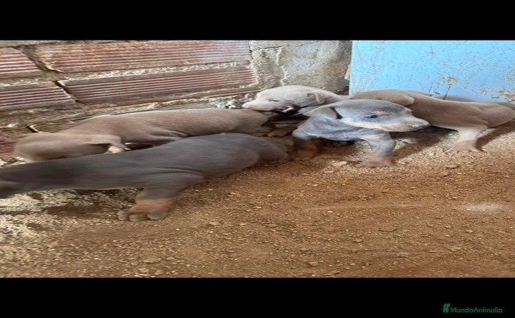 Dobermann perros - Anuncio 2