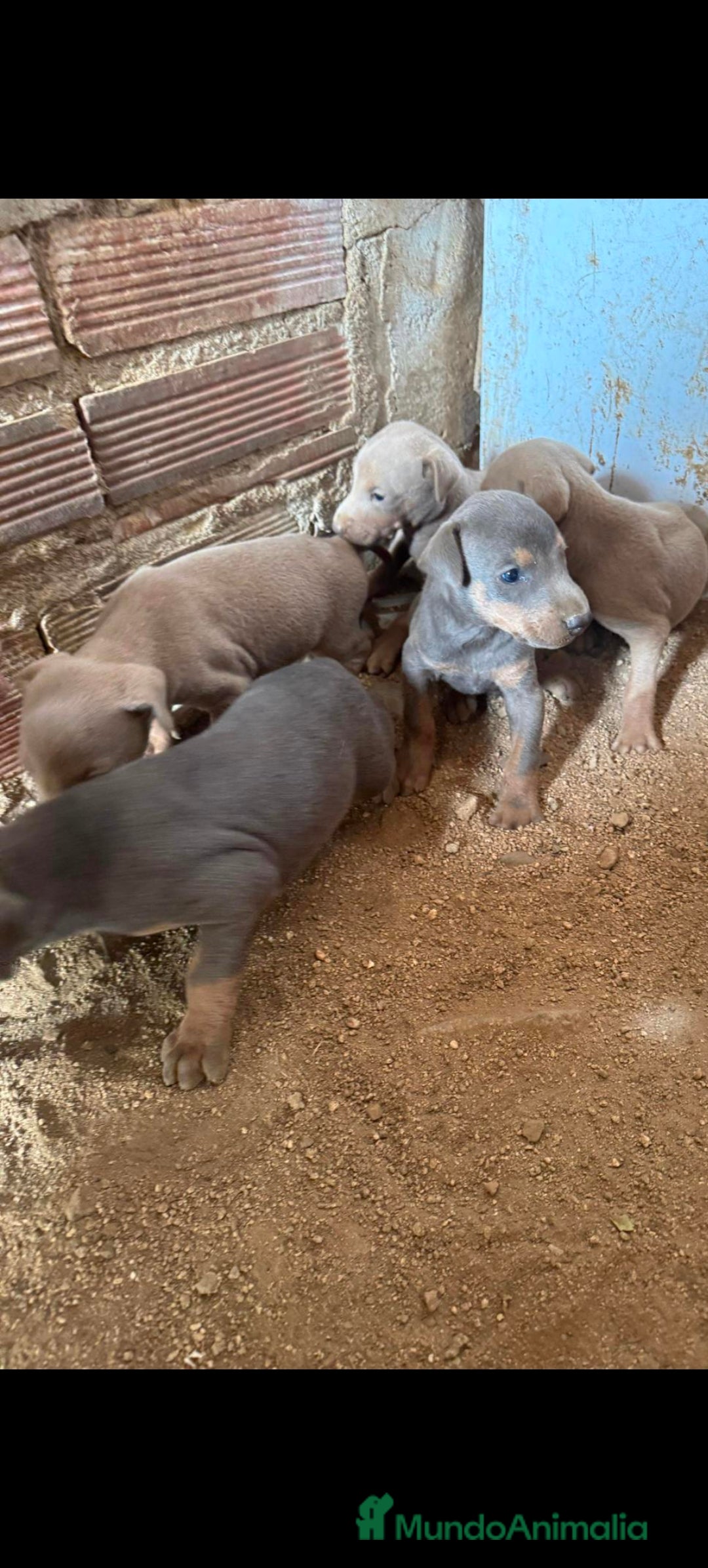 Dobermann perros en venta: Doberman blue y Isabella  - Imagen 1