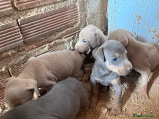 Dobermann perros - Anuncio 5