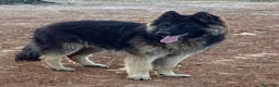 Pastor Alemán perros en venta: Pastor alemán de pelo largo - Anuncio 6