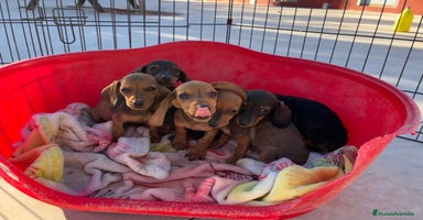 Teckel Miniatura perros en Valencia - Anuncio 2