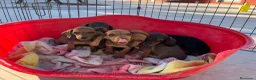 Teckel Miniatura perros en venta: Teckel kanichen cachorrito. en Valencia - Anuncio 2