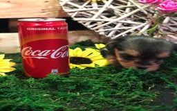 Yorkshire Terrier perros en venta: YORKSHIRE TOY ///// BEBÉS  - Anuncio 3