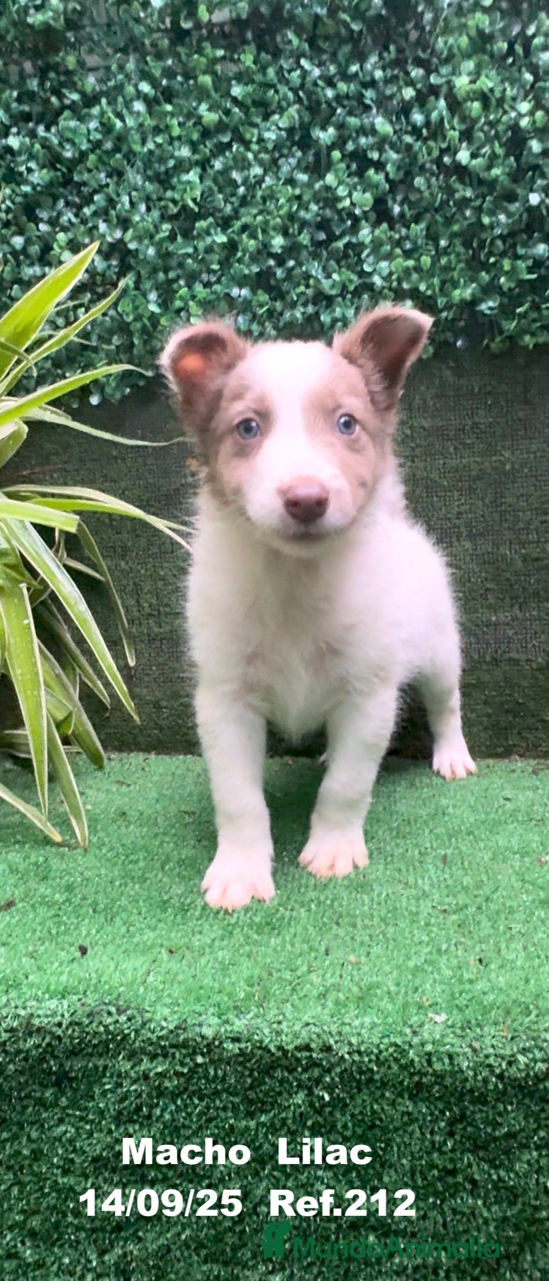 Border Collie perros en venta: BORDER COLLIE color lilac - Imagen 7