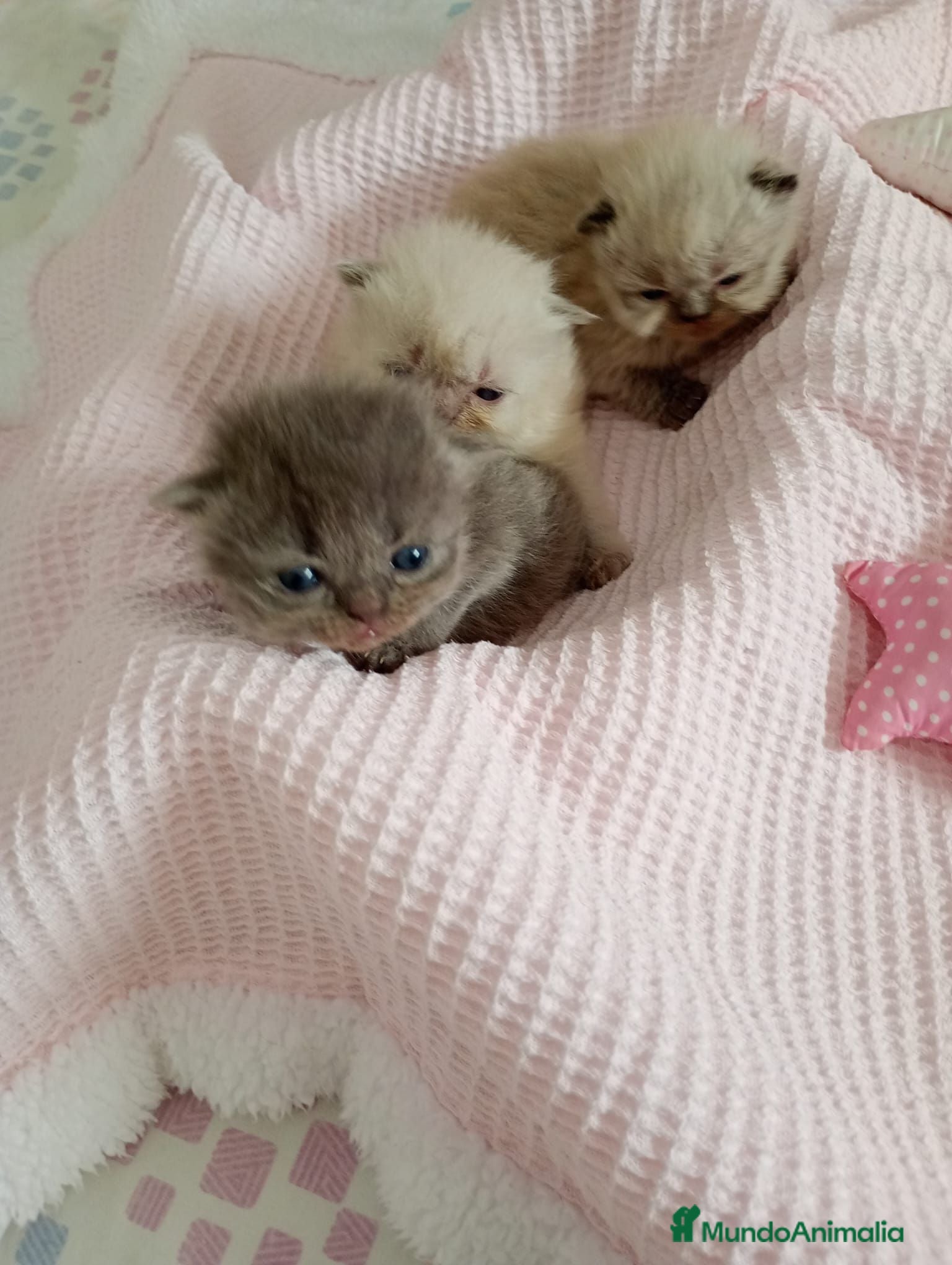 Exótico de Pelo Largo gatos Gatitos persa himalayo 679805021 - Anuncio 1