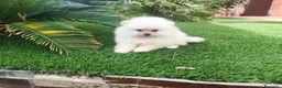 Pomerania perros en venta: Lulu pomerania - Anuncio 4