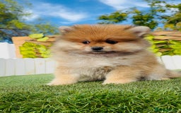Pomerania perros en venta: POMERANIA MACHO - Imagen 4