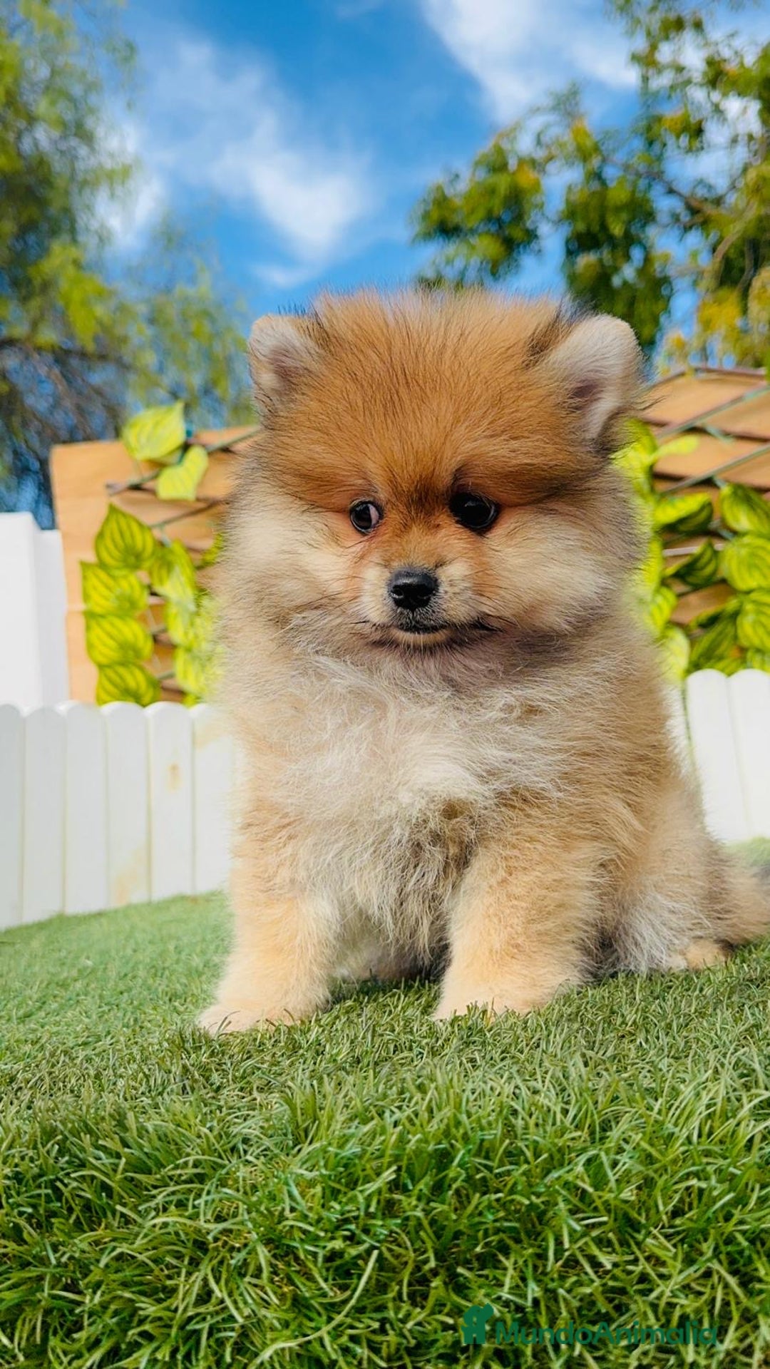 Pomerania perros en venta: POMERANIA MACHO - Imagen 4