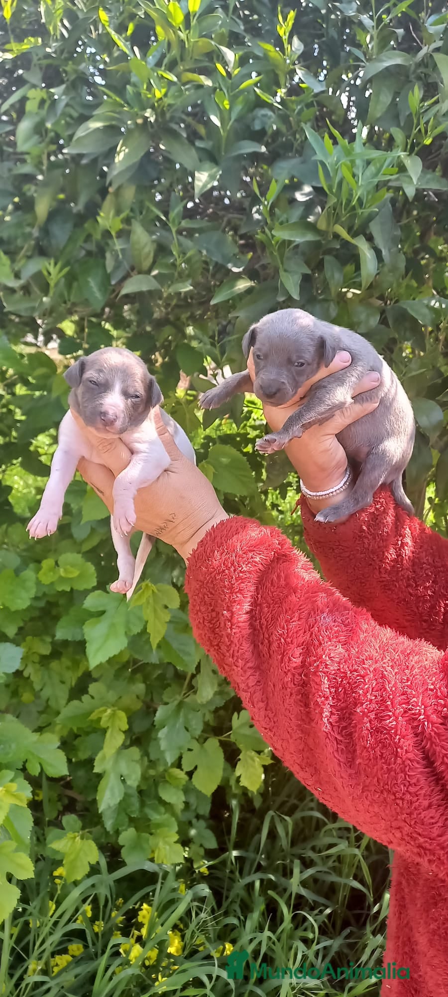 Raza Mixta perros  camada  whipper  - Anuncio 2