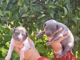 Raza Mixta perros camada whipper - Anuncio 2