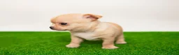Chihuahua perros en venta: Chihuahuas miniatura disponibles  - Anuncio 3