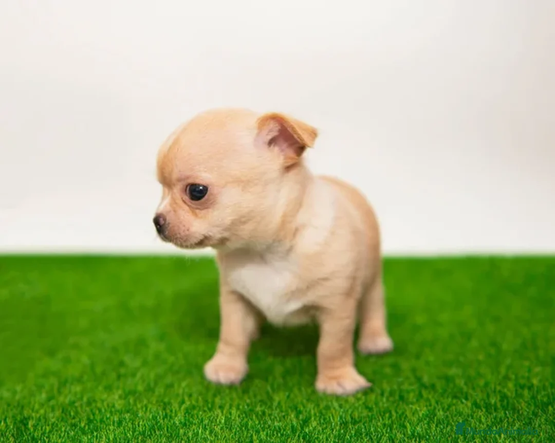 Chihuahua perros en venta: Chihuahuas miniatura disponibles  - Anuncio 3