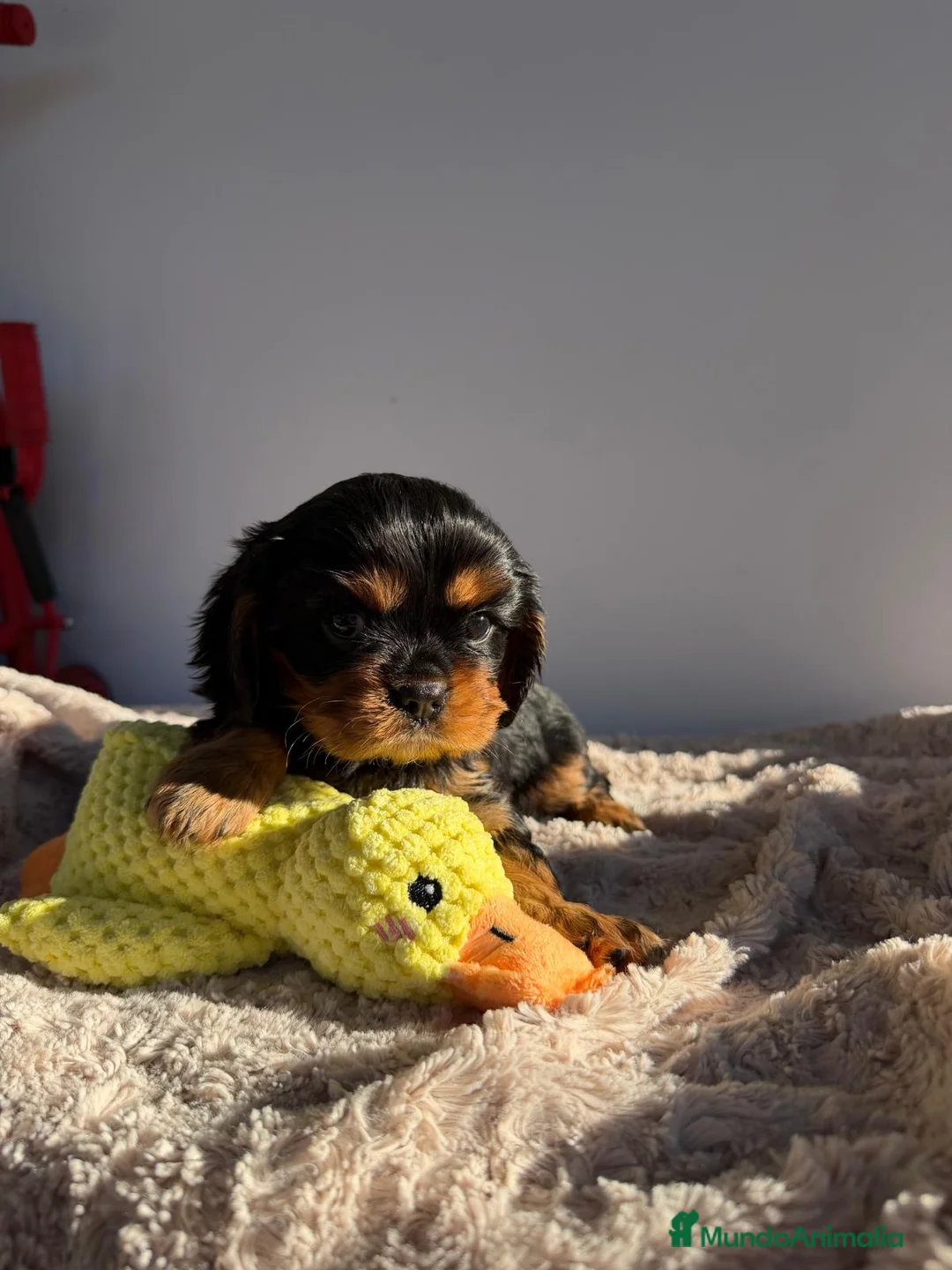 Cavalier King Charles Spaniel perros en venta: Cachorro Cavalier negro fuego y ruby  - Anuncio 1