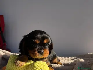 Cavalier King Charles Spaniel perros Cachorro Cavalier negro fuego y ruby - Anuncio 1