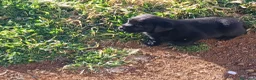 Labrador Retriever perros en venta: Cachorros Labrador Retriever - Anuncio 11