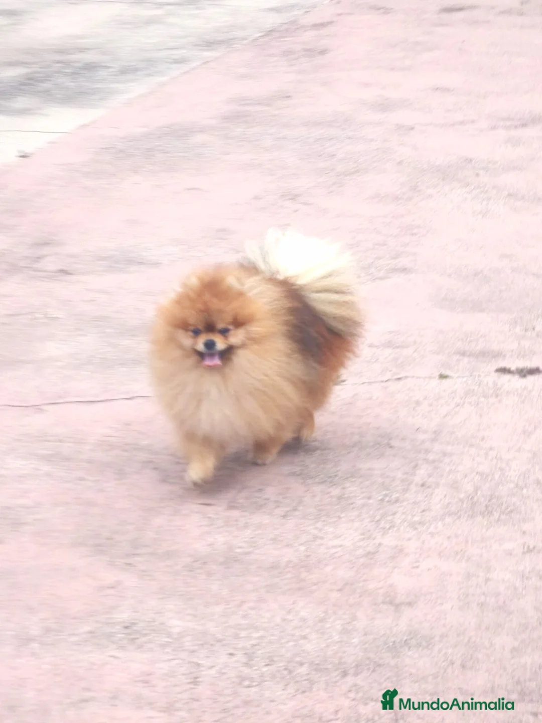 Pomerania perros en venta: Macho para Exposiciónes y Concursos  - Anuncio 2