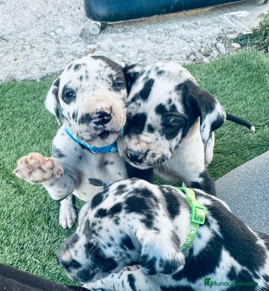 Dogo Alemán perros en venta: Cachorros de dogo aleman - Anuncio 1