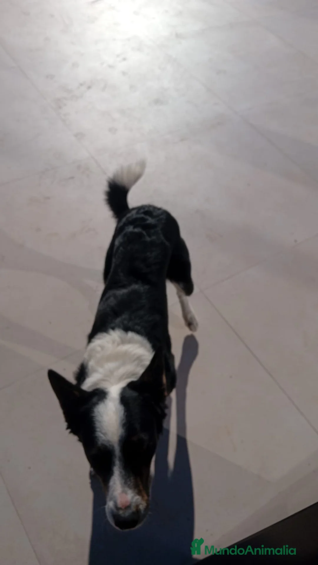 Border Collie perros en venta: BORDER COLLIE  - Anuncio 1