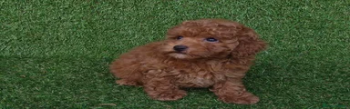 Caniche Toy 3