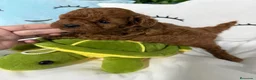 Caniche Toy perros en venta: Caniche toy nueva camada !!! - Anuncio 7