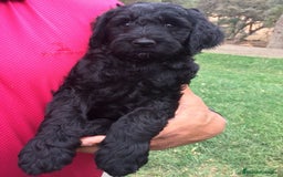 Perro de Agua Español perros en venta: CAMADA DE CACHORRITOS DE PERROS DE AGUA ESPAÑOL  - Anuncio 1