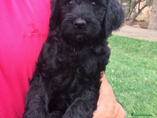 Perro de Agua Español perros CAMADA DE CACHORRITOS DE PERROS DE AGUA ESPAÑOL - Anuncio 2