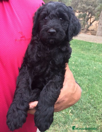 Perro de Agua Español perros CAMADA DE CACHORRITOS DE PERROS DE AGUA ESPAÑOL - Anuncio 3