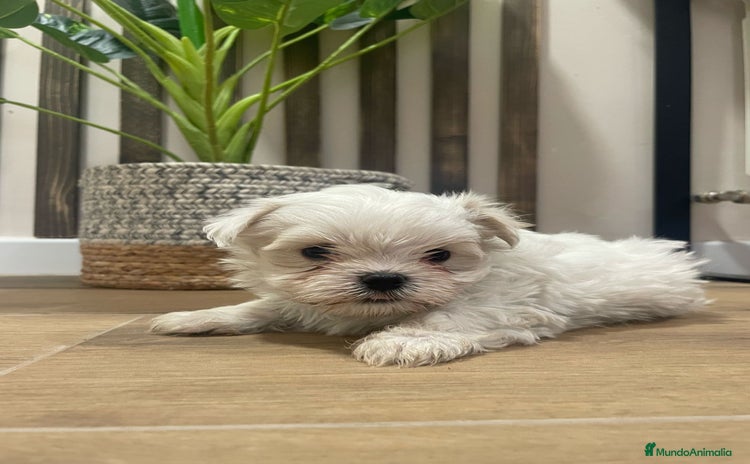 Bichón Maltés perros - Propaganda 1