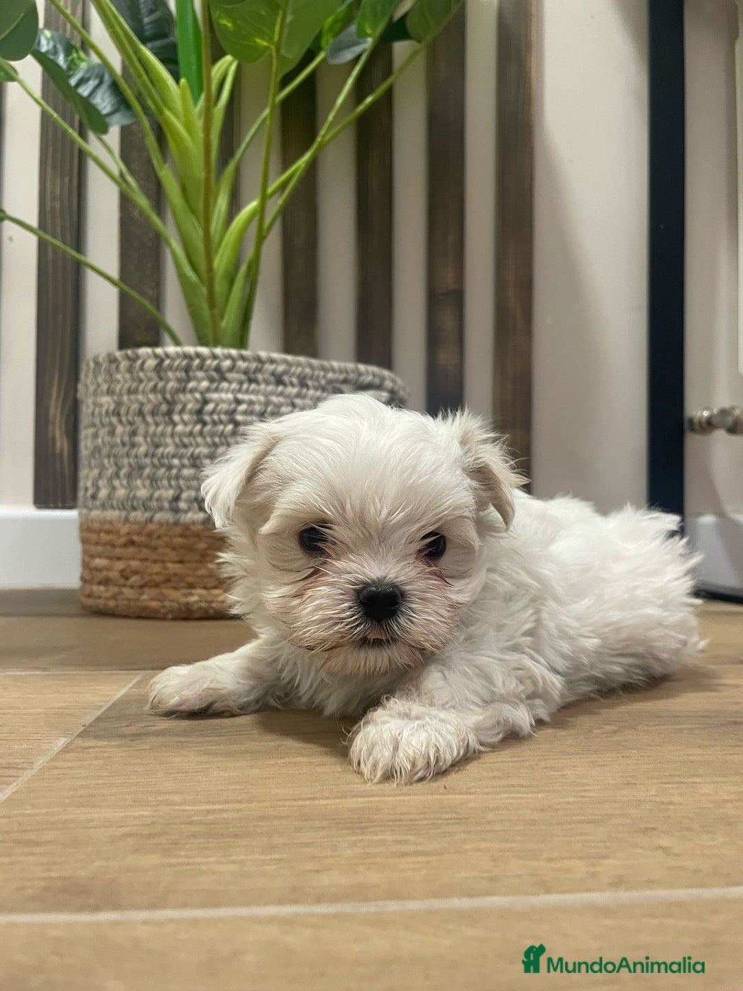 Bichón Maltés perros en venta: bichon maltes  - Imagen 1