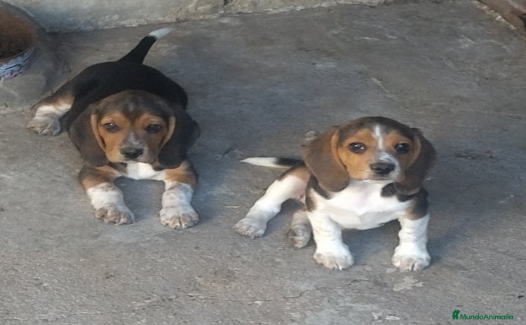 Beagle perros - Propaganda 1