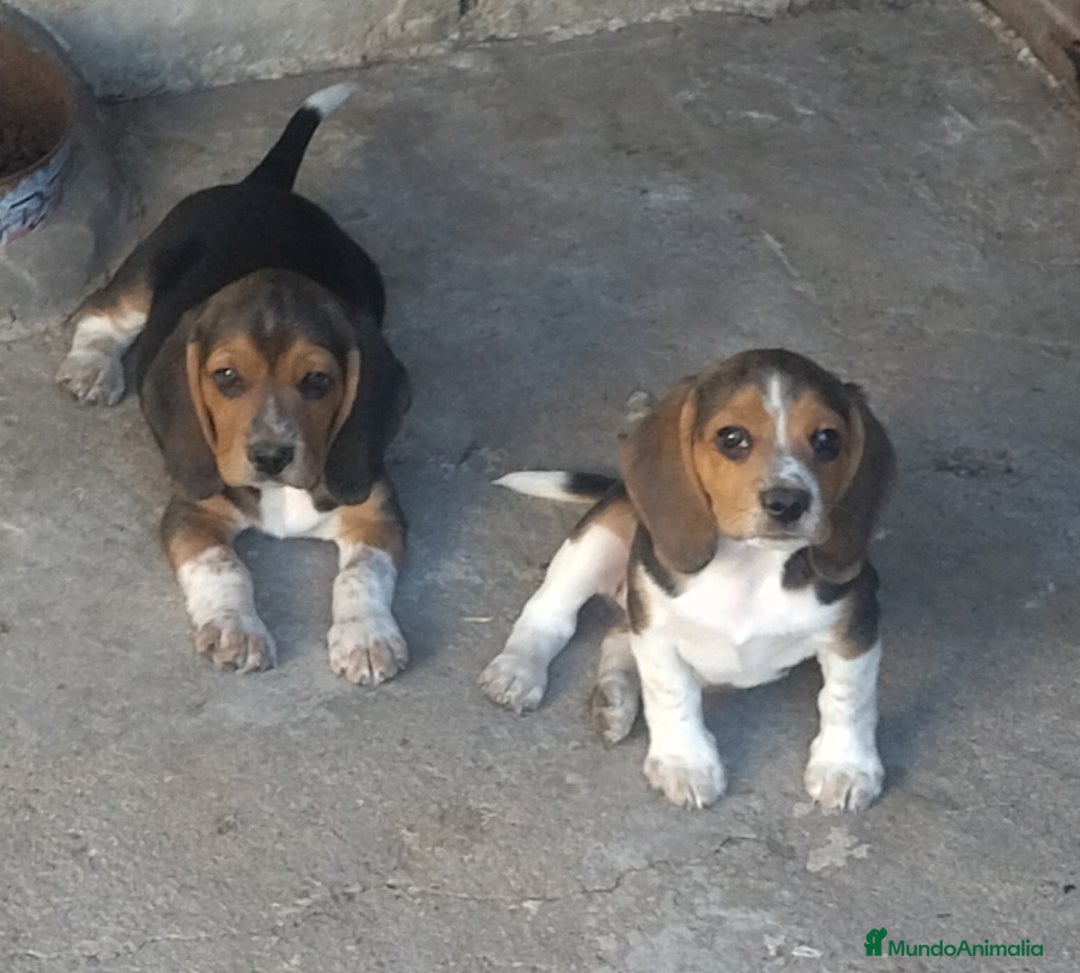 Beagle perros en venta: Cachorros Beagle - Imagen 1