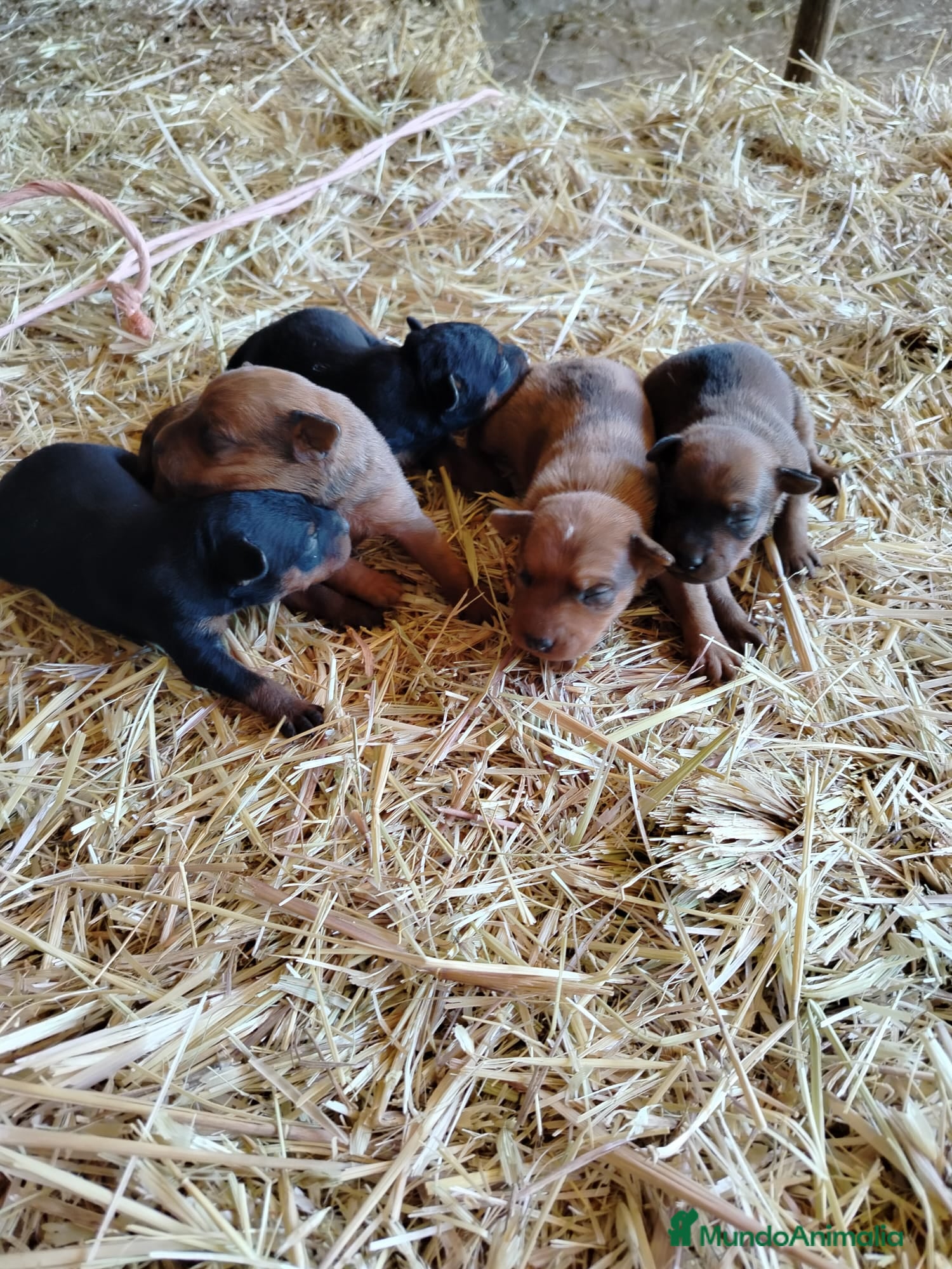 Pinscher Miniatura perros PINCHER MINIATURA EXCLUSIVOS - Anuncio 2