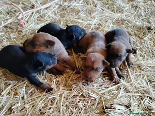 Pinscher Miniatura perros PINCHER MINIATURA EXCLUSIVOS - Anuncio 2