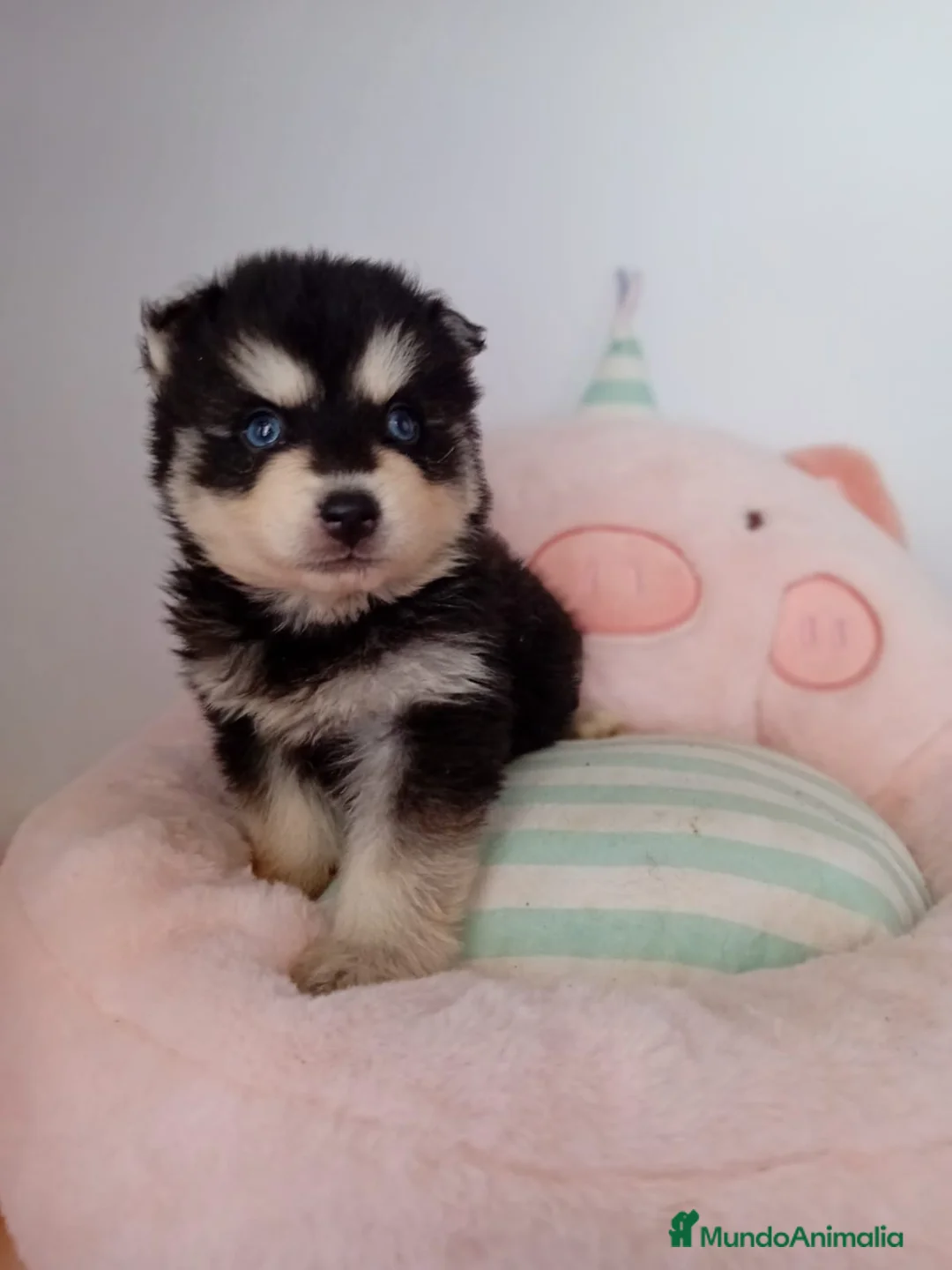 Pomsky perros en venta: POMSKY - Anuncio 1