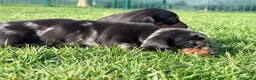 Teckel Miniatura perros en venta: Preciosos Teckel miniatura machos arlequín plata - Anuncio 6