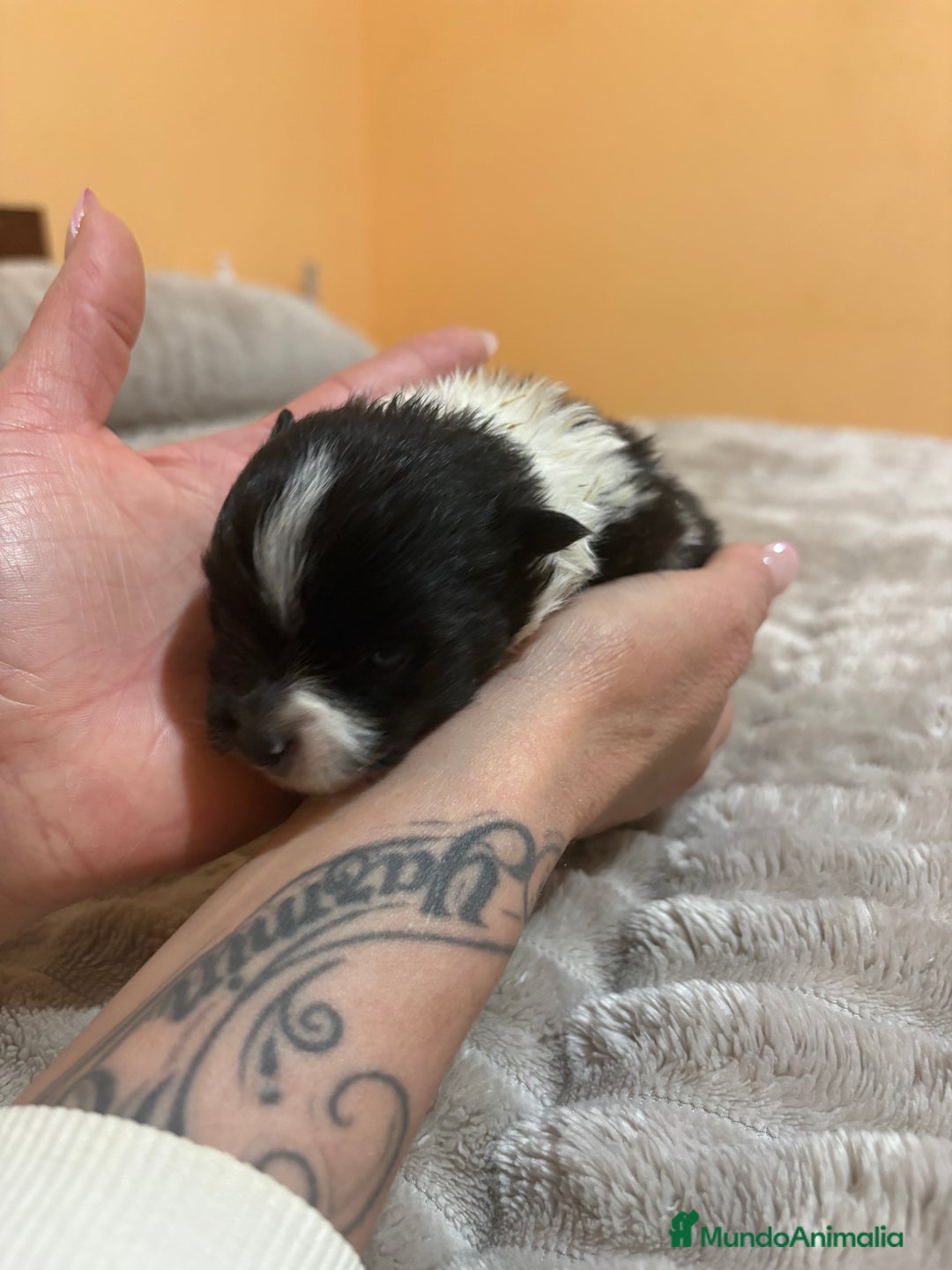 Pomerania perros en venta: Macho Lulu de Pomerania Toy party  - Anuncio 10