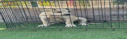 Presa Canario perros en venta: Cachorra presa canario  - Anuncio 4