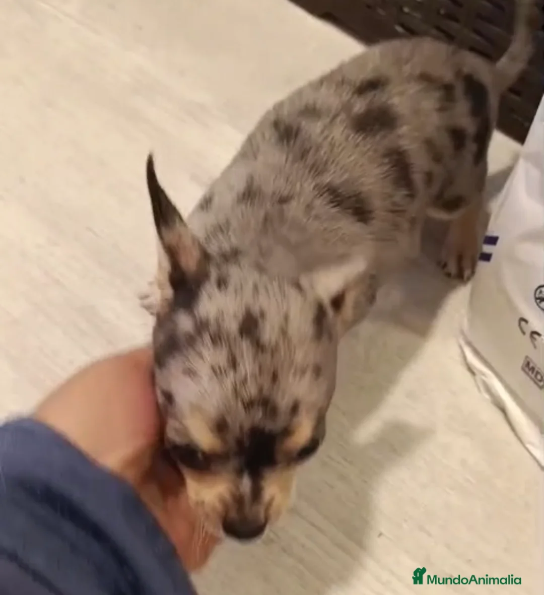 Chihuahua perros en venta: Chihuahua merle macho🐶🐾🩵 en Sevilla - Anuncio 3