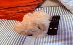 Caniche Toy perros en venta: Caniche toys  - Imagen 2