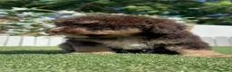 Perro de Agua Español perros en venta: PERRO DE AGUA ESPAÑOL - Anuncio 12