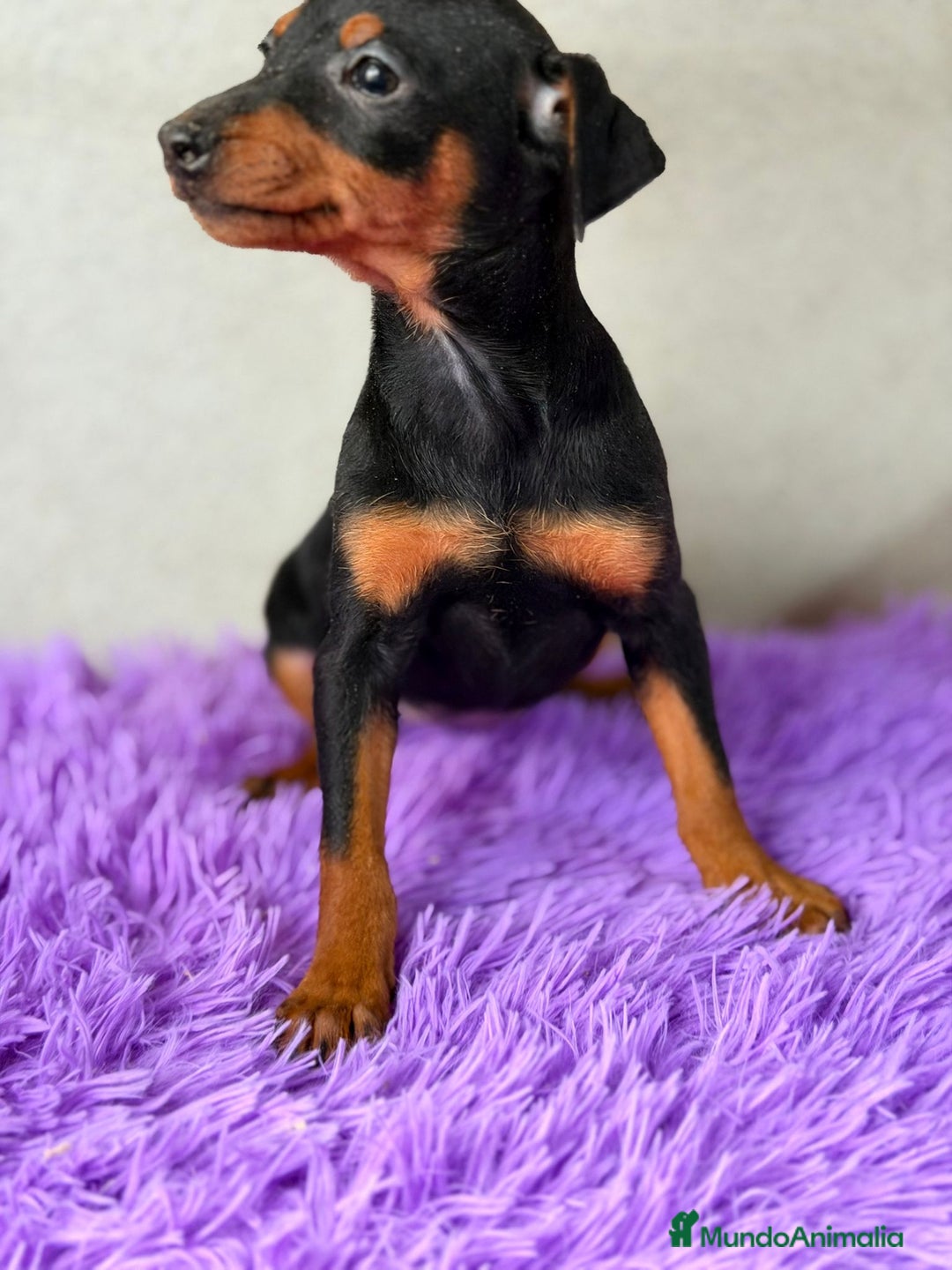 Pinscher Miniatura perros en venta: Mini pincher negro fuego  - Anuncio 4