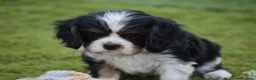 Cavalier King Charles Spaniel perros en venta: cachorro calidad compañia - Anuncio 6